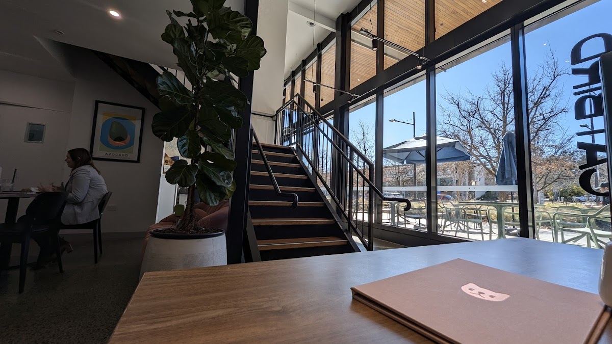 Photo principale Catbird