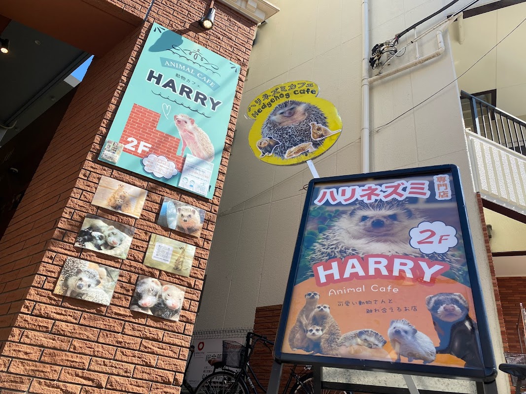 Hedgehog Cafe HARRY Yokohama Titelbild