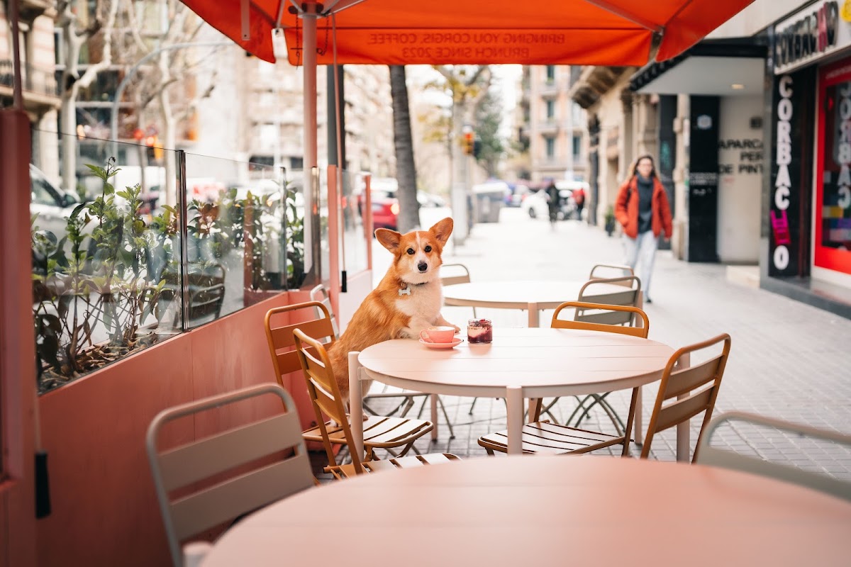 Photo principale Corgi Cafe | Eixample