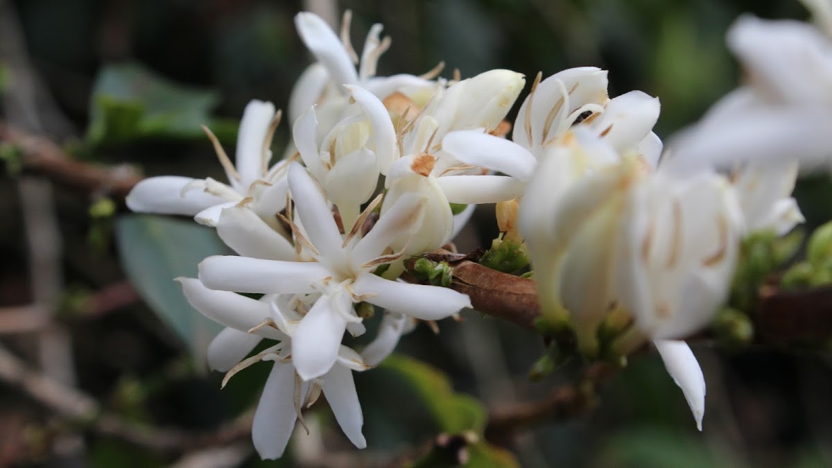 Wild Gift Coffee (roastery only) ヒーロー画像