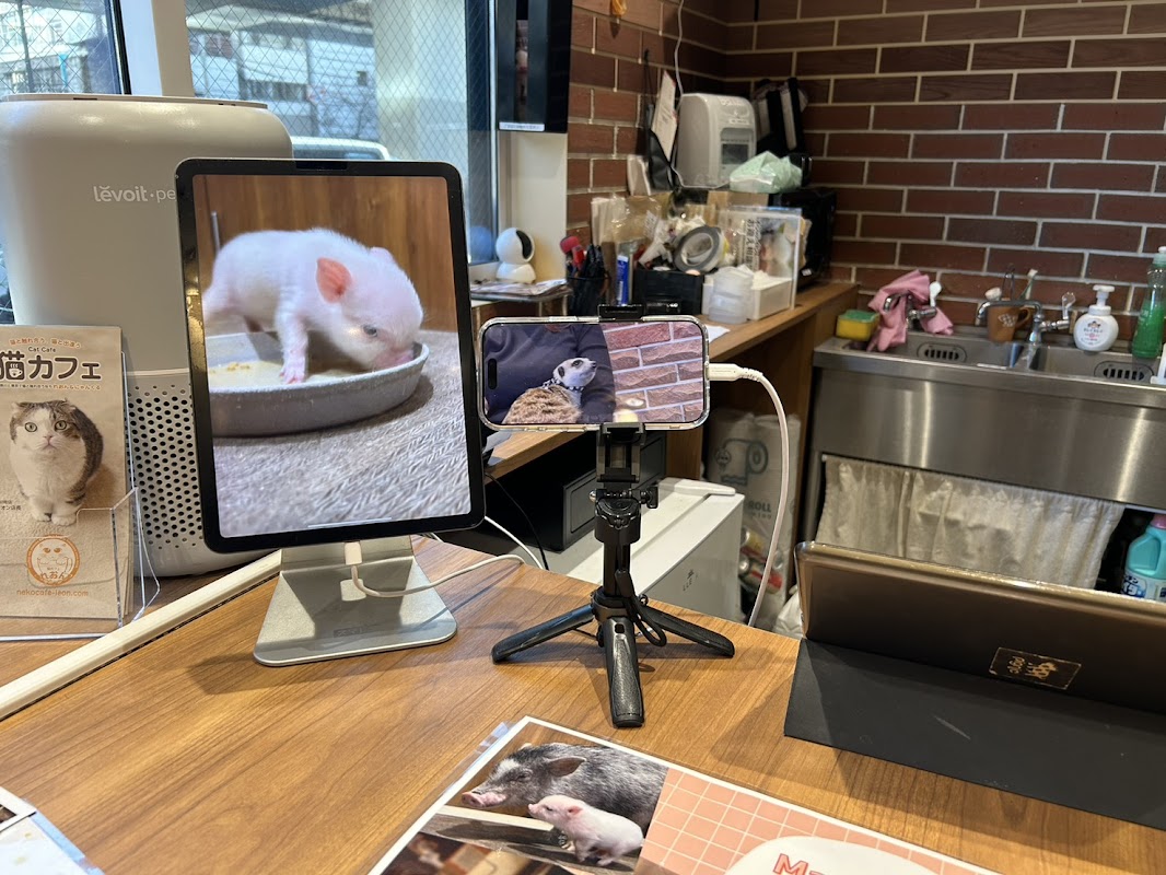 Foto principal de pignic cafe yokohama